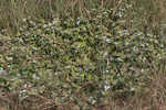 Tropical Mexican clover